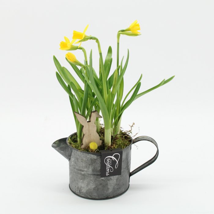 PNCR-2647 Paas narcis creatie, D 12