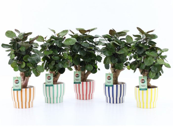 Polyscias Fabian in Pastel Stripe, D 13