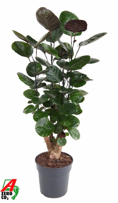 Polyscias Fabian vertakt P21, D 21
