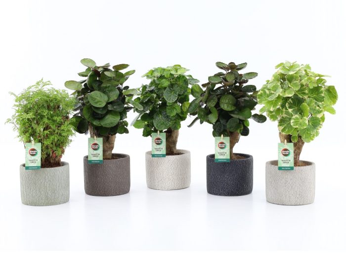Polyscias Mix 12cm in Classic-Stone, D 14