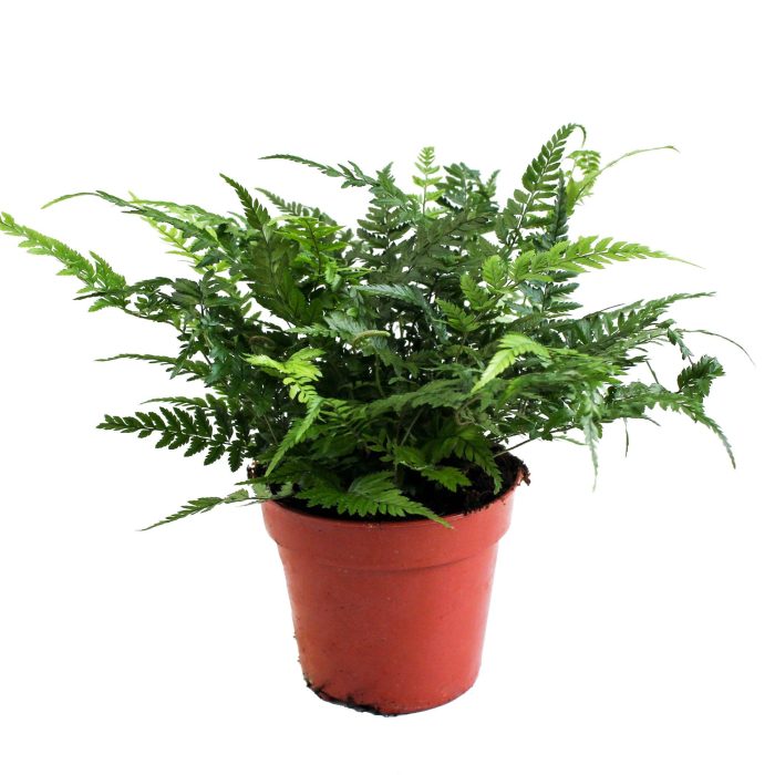 Polystichum Tsus-Simense (Winterhard), D 12