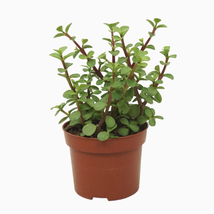Portulacaria afra groen 12 cm, D 12