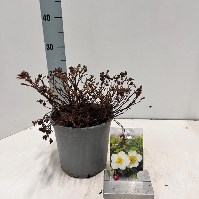 Potentilla frut. 'Tilford Cream', D 17