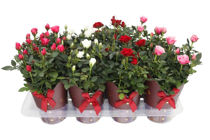 Potroos 12 cm - Gloria cover rood, D 12