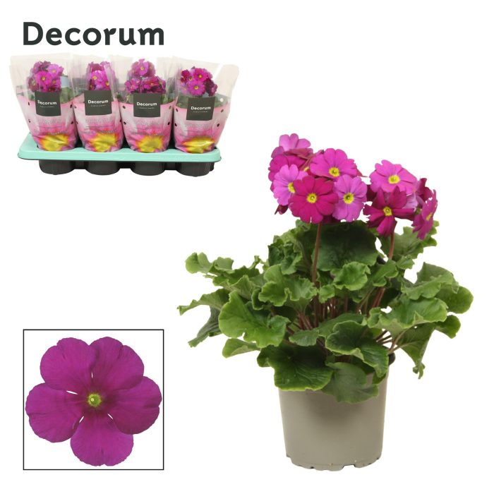 Primula 'Touch Me' Purple | Decorum, D 12