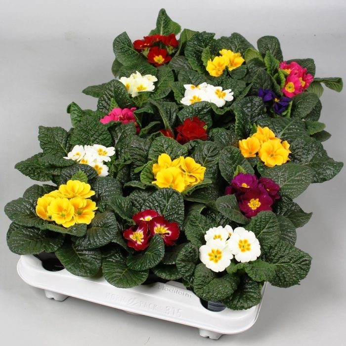 Primula Acaulis, D 10,5