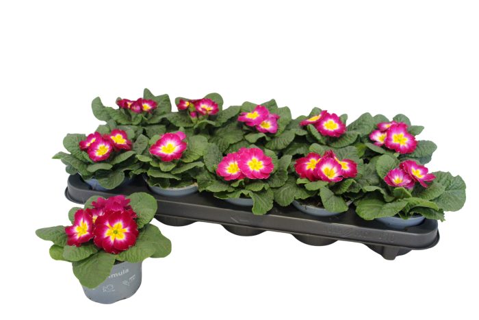 Primula acaulis Carmine Bicolor 10,5 cm, D 10