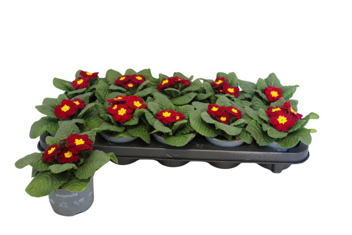 Primula acaulis Wine red10,5 cm, D 10