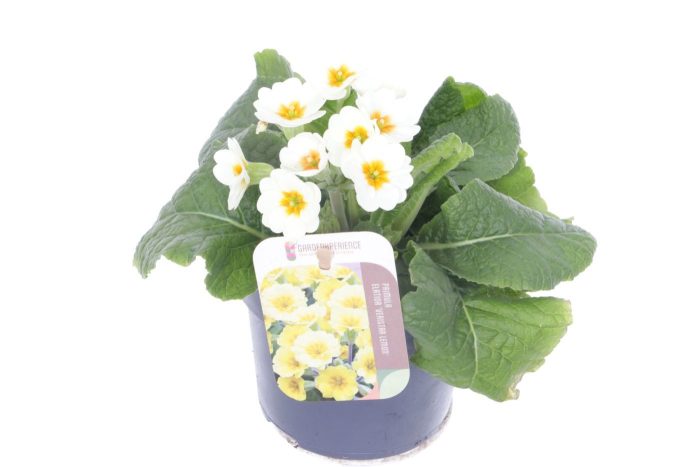 Primula elatior Eternity, D 13