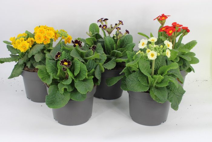 Primula elatior gemengd, D 17