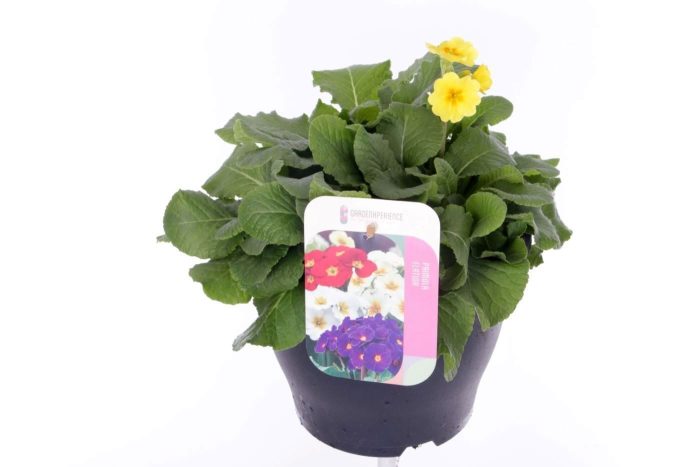 Primula elatior Veristar Late Yellow Gold Orange, D 23