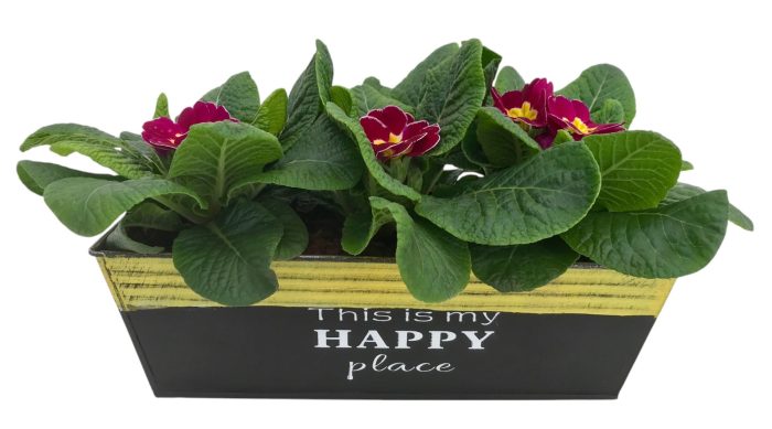 Primula Happy Zink rechthoek op kleur 643, D 20