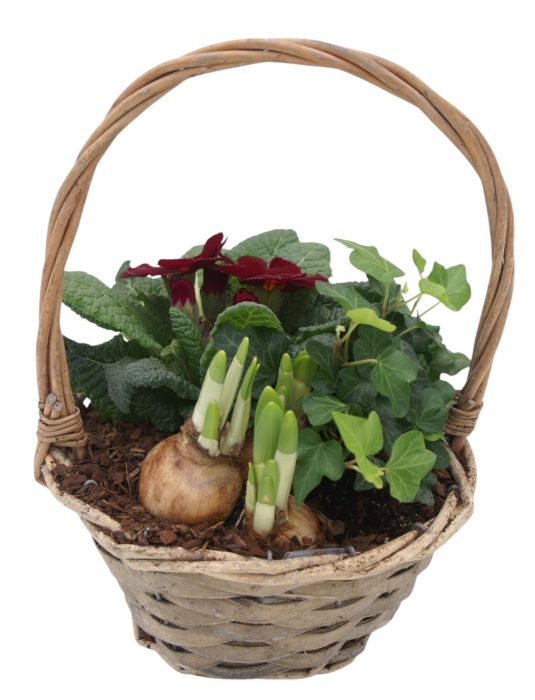 Primula Hengselmand 1x hedr 1x tet 1x prim 577, D 19