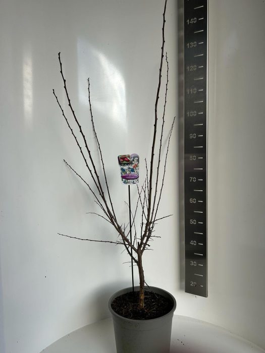 Prunus cerasifera 'Hollywood', D 29