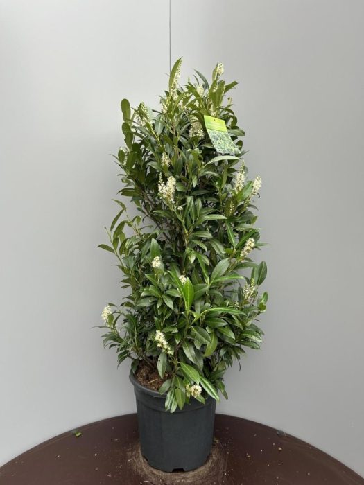 Prunus l. 'Herbergii', D 32