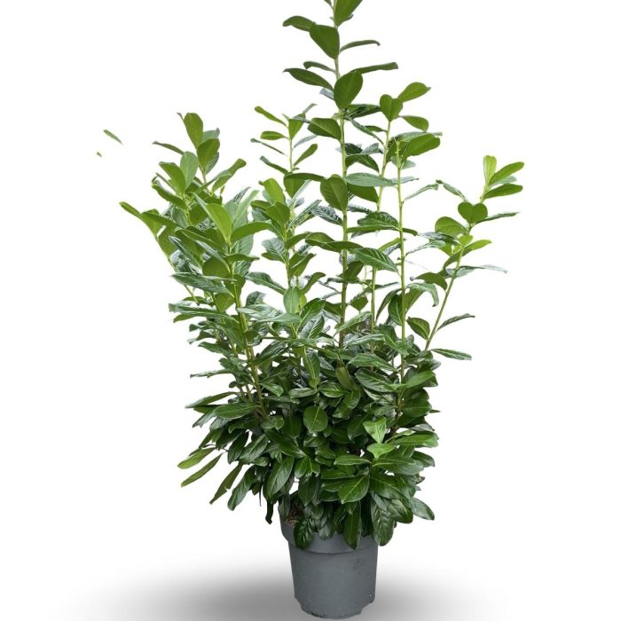Prunus l. 'Novita', D 32