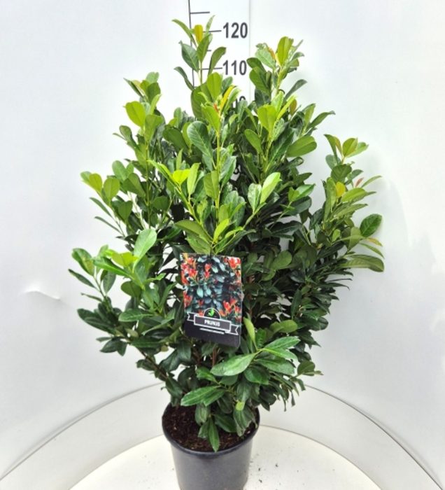 Prunus l. Bonaparte, D 32