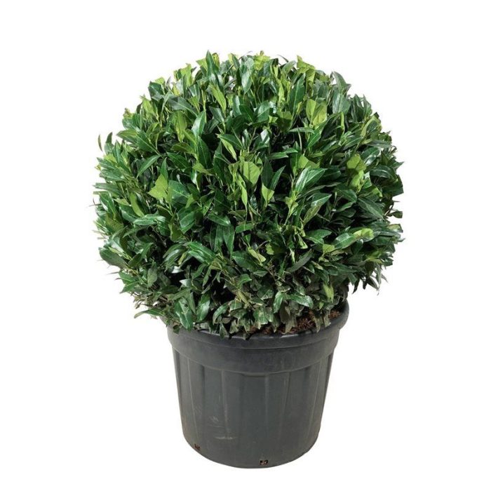 Prunus laur. 'Herbergii', D 60