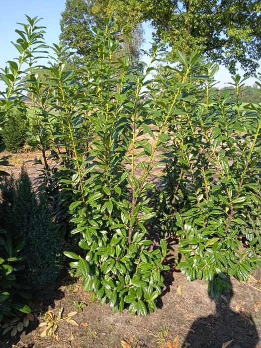 Prunus laurocerasus 'Rotundifolia', D 27