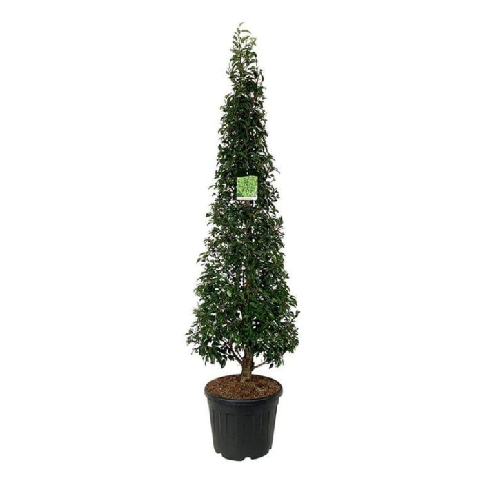 Prunus lus. 'Angustifolia', D 50
