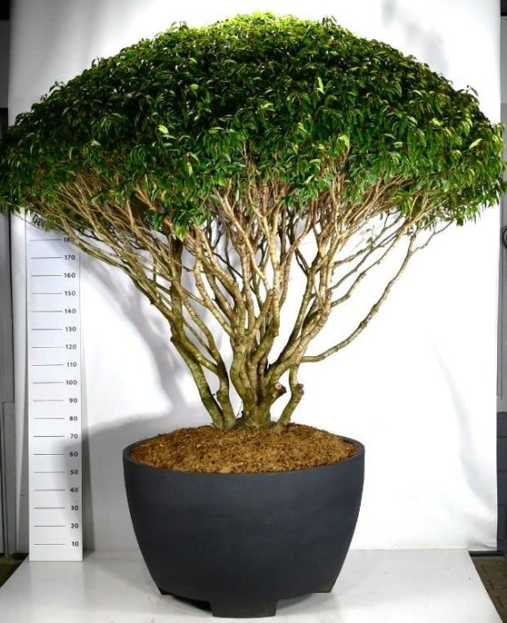Prunus lusitanica, D 120