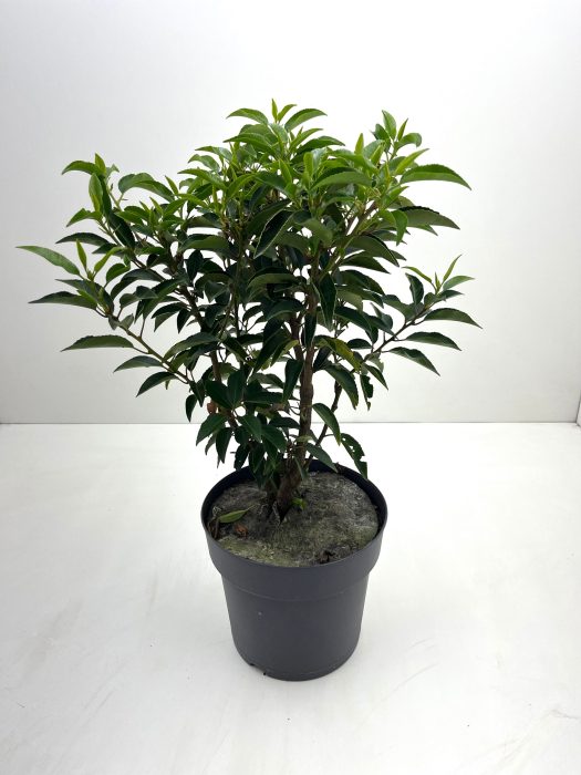 Prunus Portugese Laurier, D 19