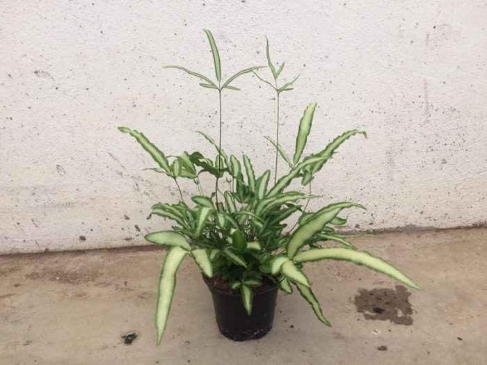 PTERIS CRETICA 'ALBO LINEATA', D 12