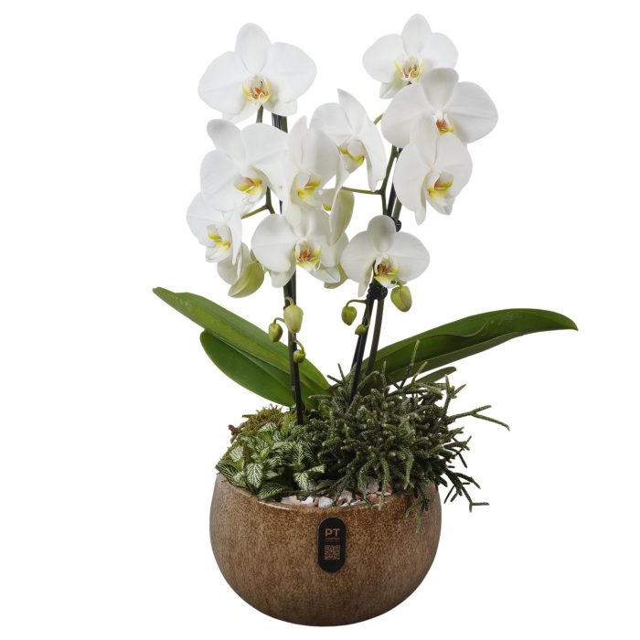 PTIB5344 Arrangement Indoor in keramiek schaal, D 23