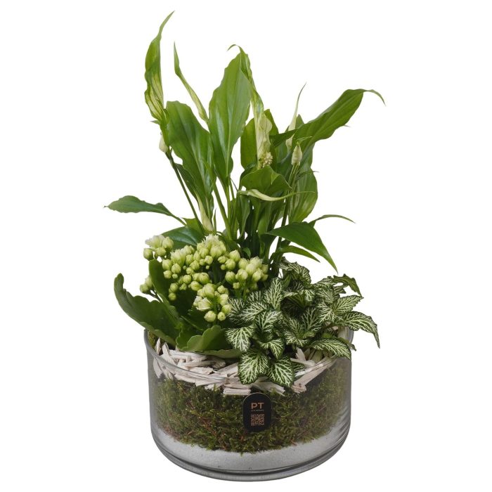 PTIG2605 Arrangement Indoor in glas schaal, D 14