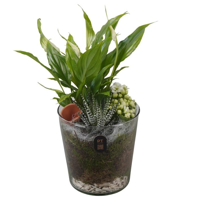 PTIG2634 Arrangement Indoor in glazen vaas, D 13