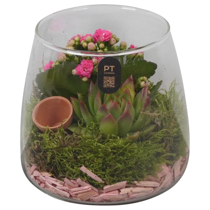 PTIG2694 Arrangement Indoor in glas schaal, D 14