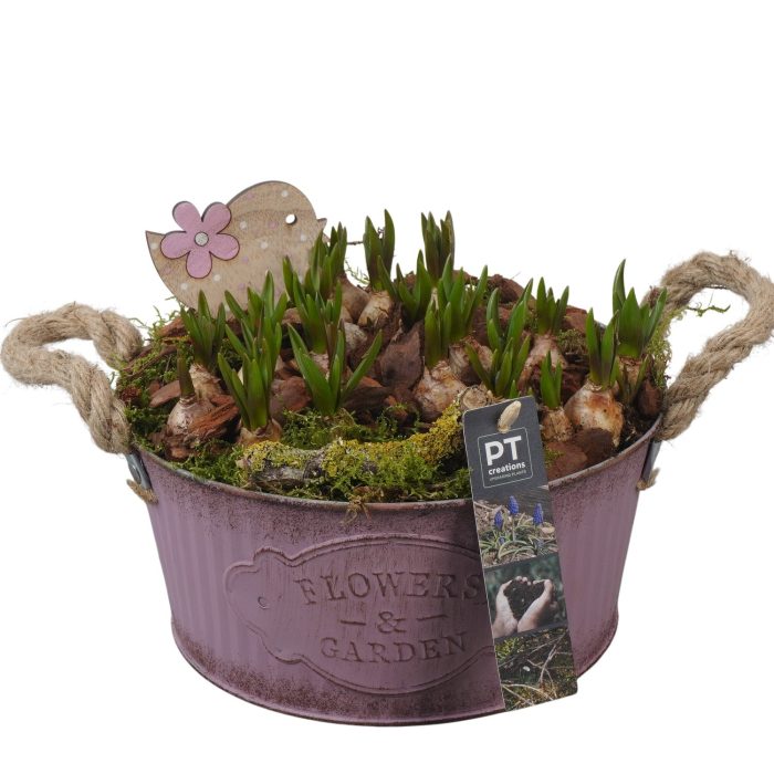 PTMB6163 Arrangement Muscari Blue in zink schaal, D 22