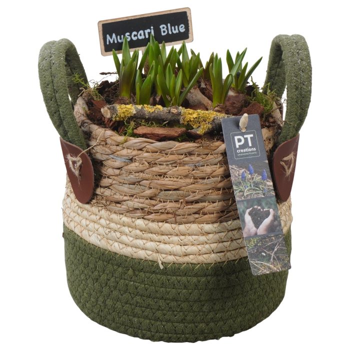 PTMB6215 Arrangement Muscari Blue in riet mand, D 15