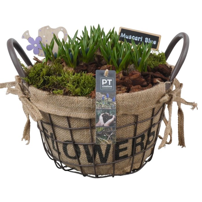 PTMB6250 Arrangement Muscari Blue in metaal mand, D 25