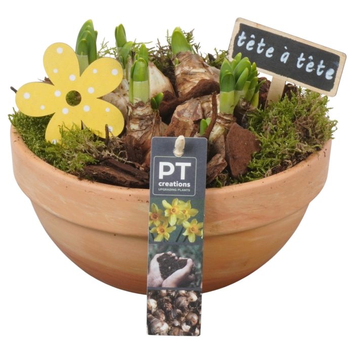 PTN8674 Arrangement Narcissus in terracotta schaal, D 19