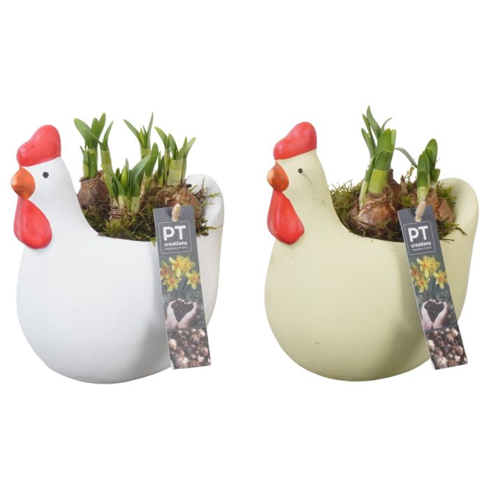 PTNP4507 Arrangement Narcissus Easter in keramiek kip, D 17