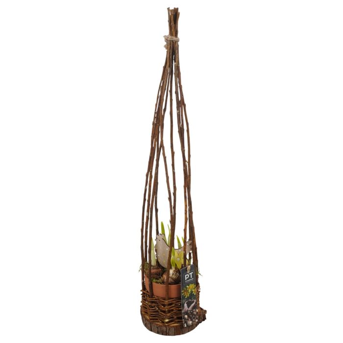 PTNP4545 Arrangement Narcissus Easter in keramiek rieten pot, D 11
