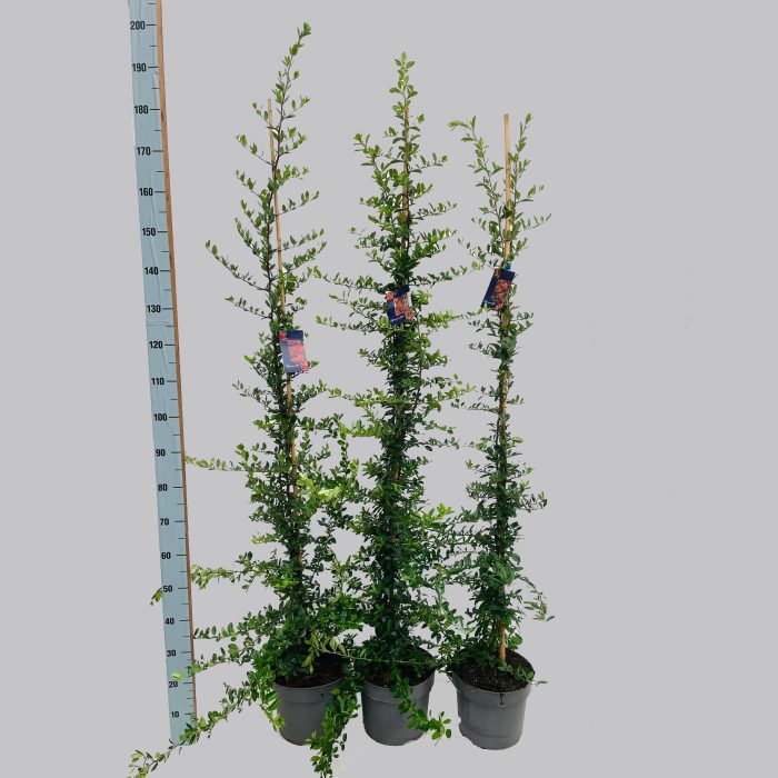Pyracantha soorten lang 26/C7.5, D 26