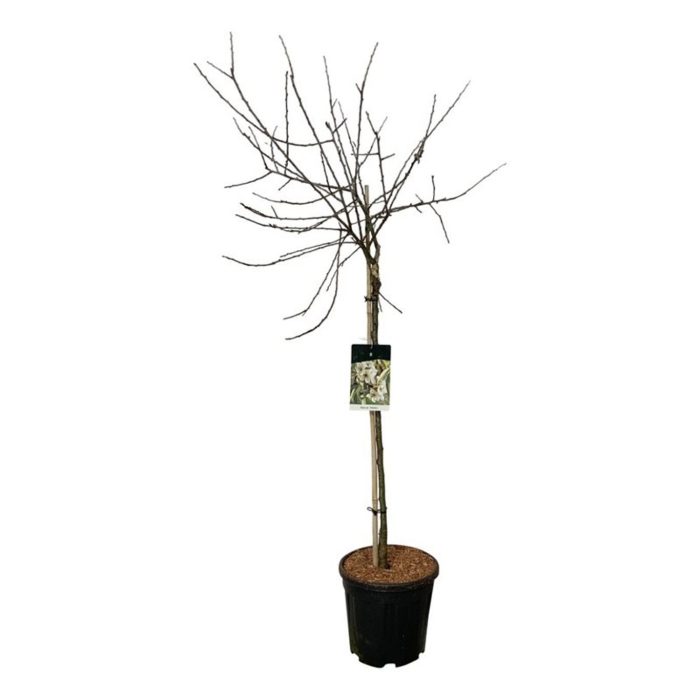 Pyrus salicifolia 'Pendula', D 32