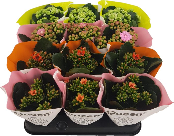 Queen mix, D 6