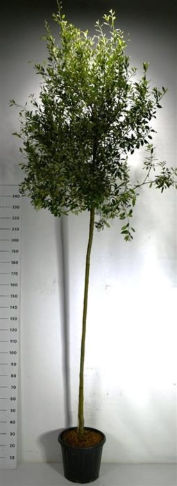 Quercus ilex, D 40