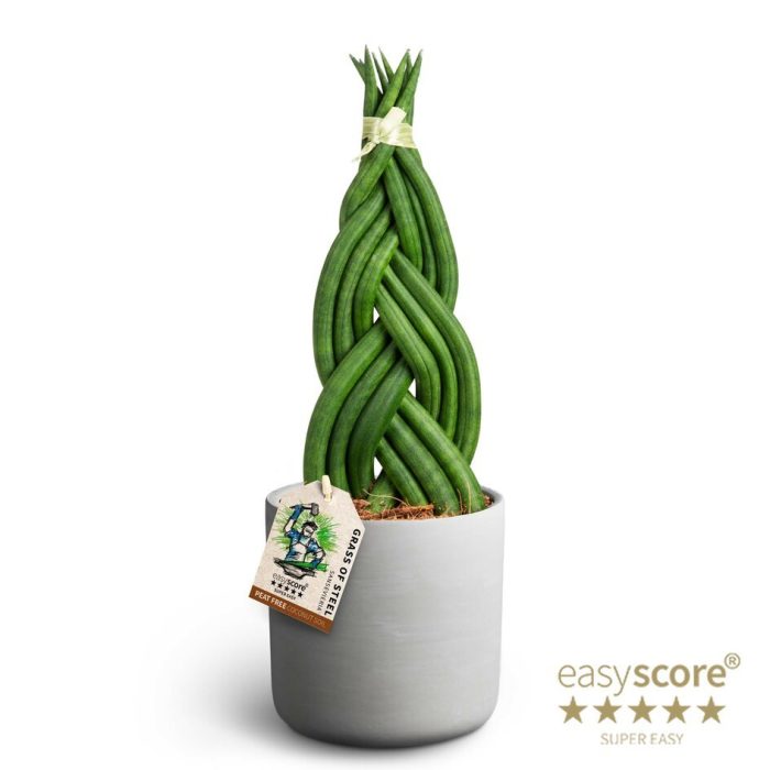 Raw Grey, Sansevieria Braid, D 12