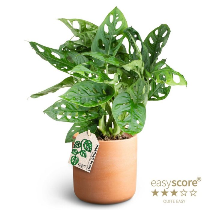 Raw Terracotta, Monstera adansonii, D 12