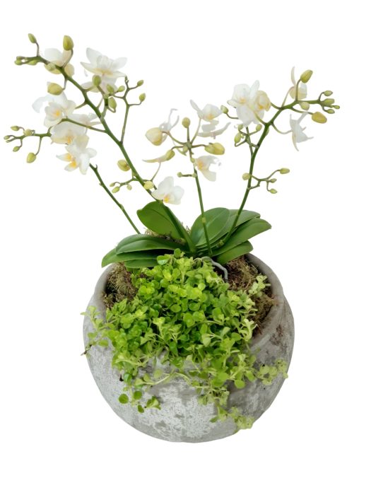 RGB24PWOPIL Rude Bowl Grey Phal Wild Orchids + Pilea Depressa, D 24