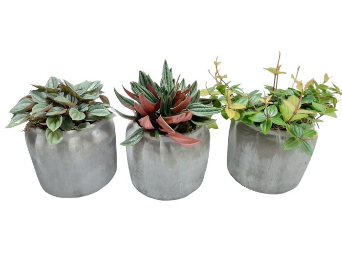 RGP16GEM Dark Grey Pot Groenmix, D 16