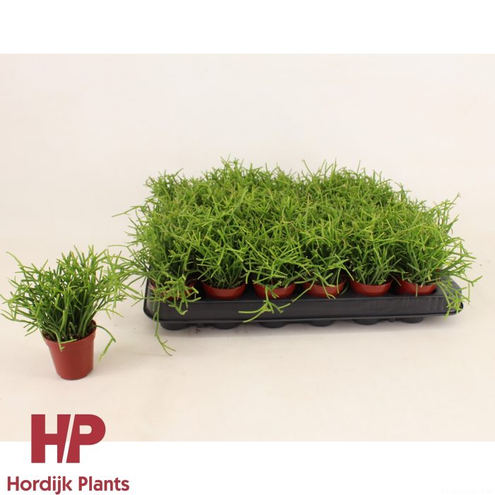 Rhipsalis baccifera 'Oasis' 5,5cm, D 5,5