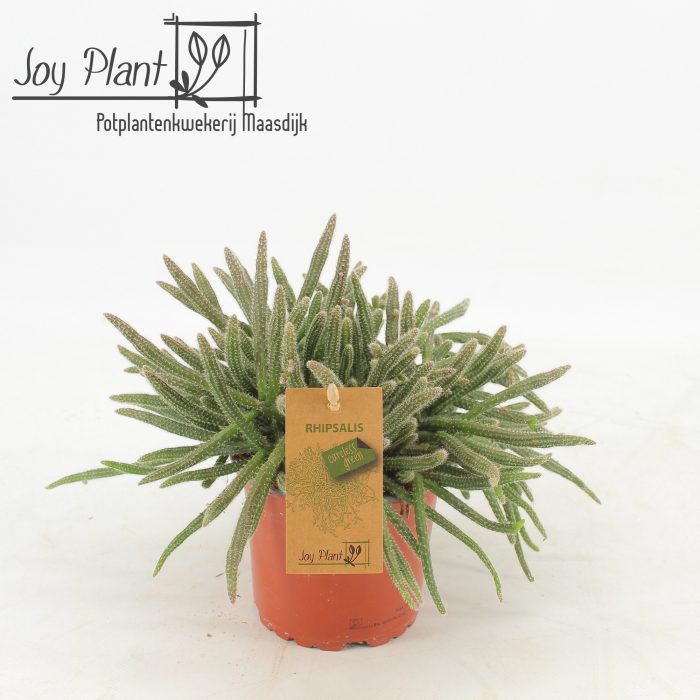 Rhipsalis Horrida p12, D 12