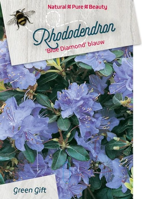 Rhodo. 'Blue Diamond' blue, D 29