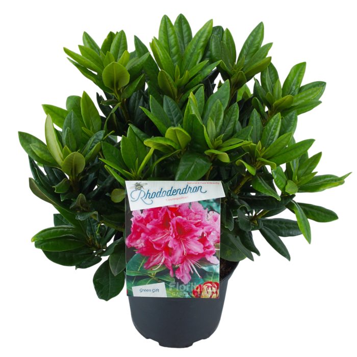 Rhodo. 'Cosmopolitan' pink, D 23