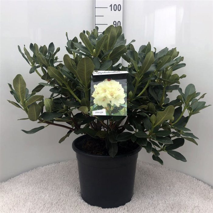 Rhodo. 'Horizon Monarch' yellow, D 37